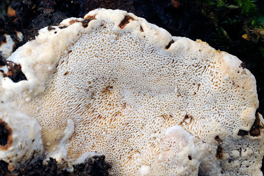 Mensola a terra - foto 6069 (Heterobasidion abietinum)