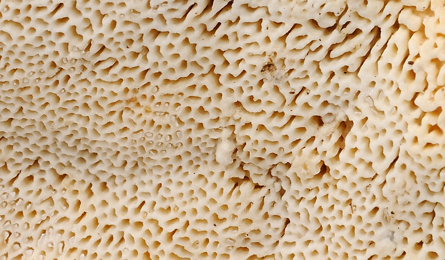 Mensola a terra - foto 6069 (Heterobasidion abietinum)