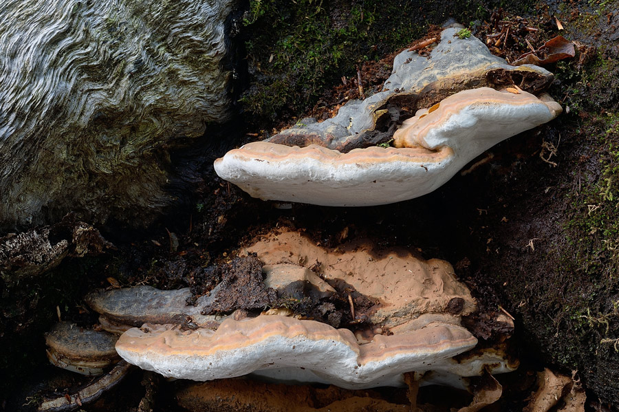 Ganoderma cfr pfeifferi - foto 9252