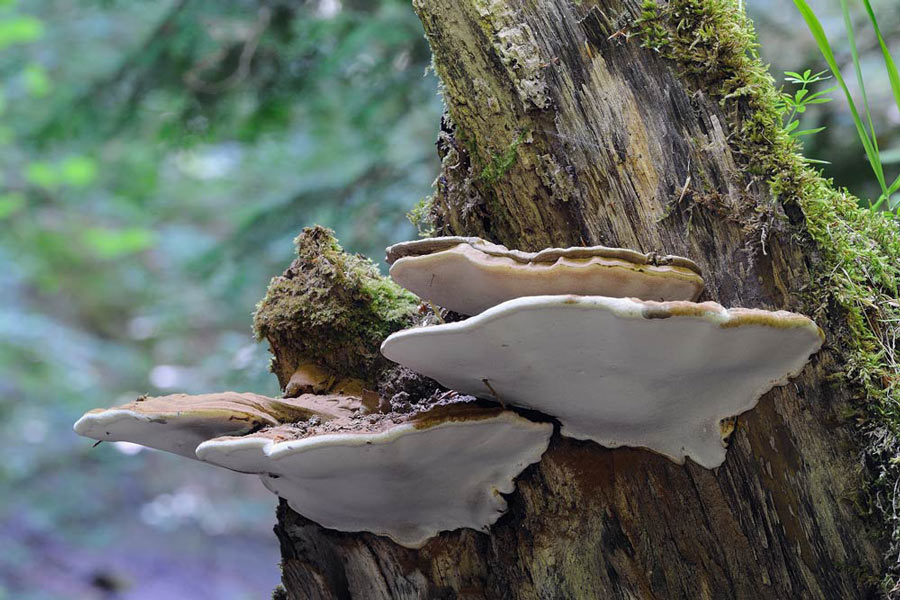 Una Daedalea? - foto 1280 (Daedalea quercina)