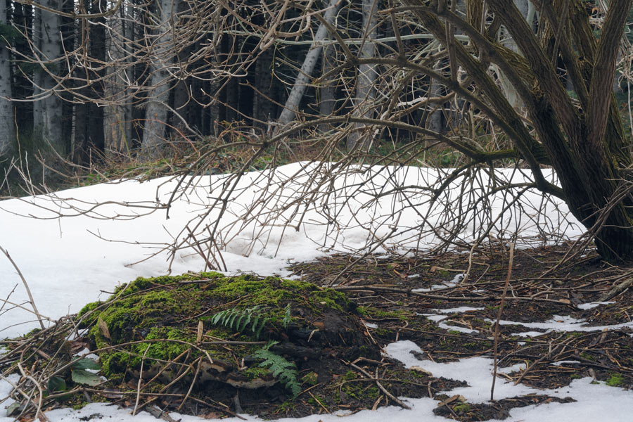 Mensola a terra - foto 6069 (Heterobasidion abietinum)