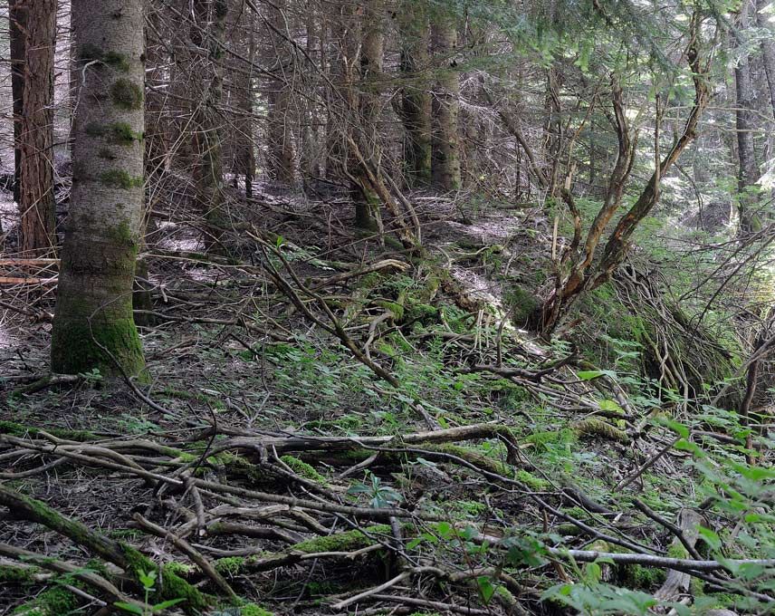 Un Phellinus come una crosta? - foto 7662