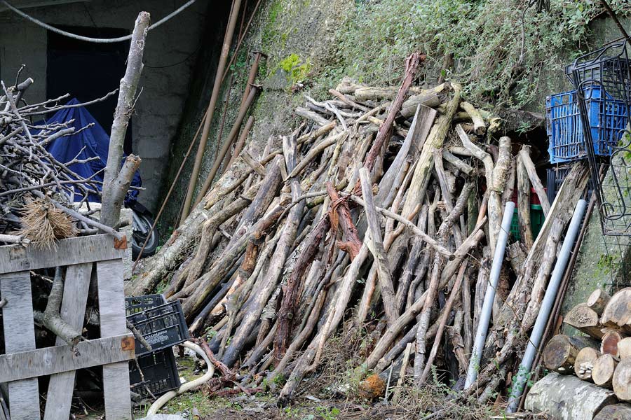 Lavoro-su legno di fico-foto 0529(Cylindrobasidium laeve)