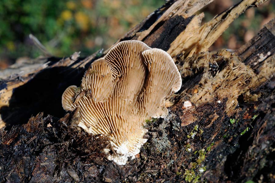 Una Daedaleopsis? - foto 4814 (Lenzites betulina)