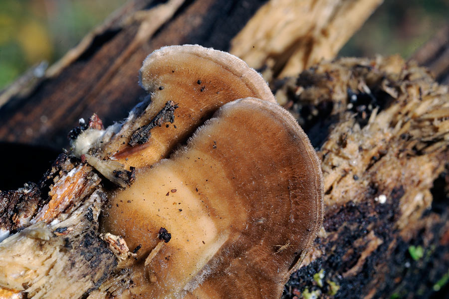 Una Daedaleopsis? - foto 4814 (Lenzites betulina)