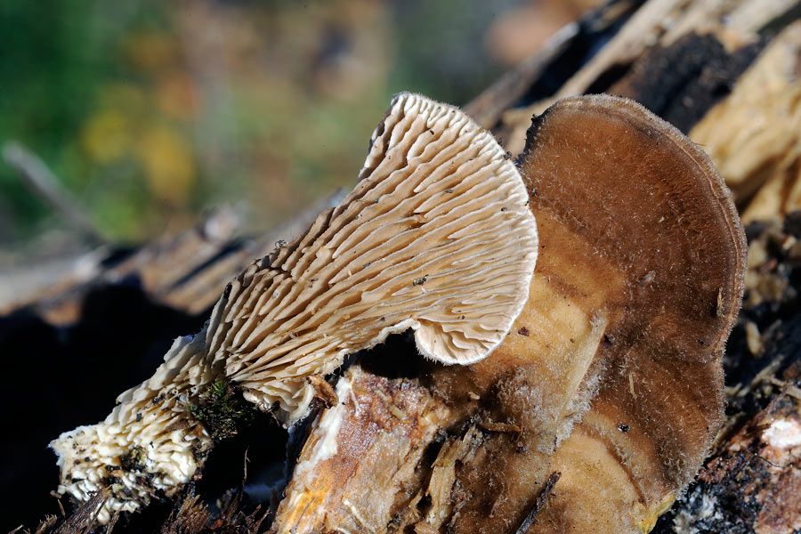Una Daedaleopsis? - foto 4814 (Lenzites betulina)