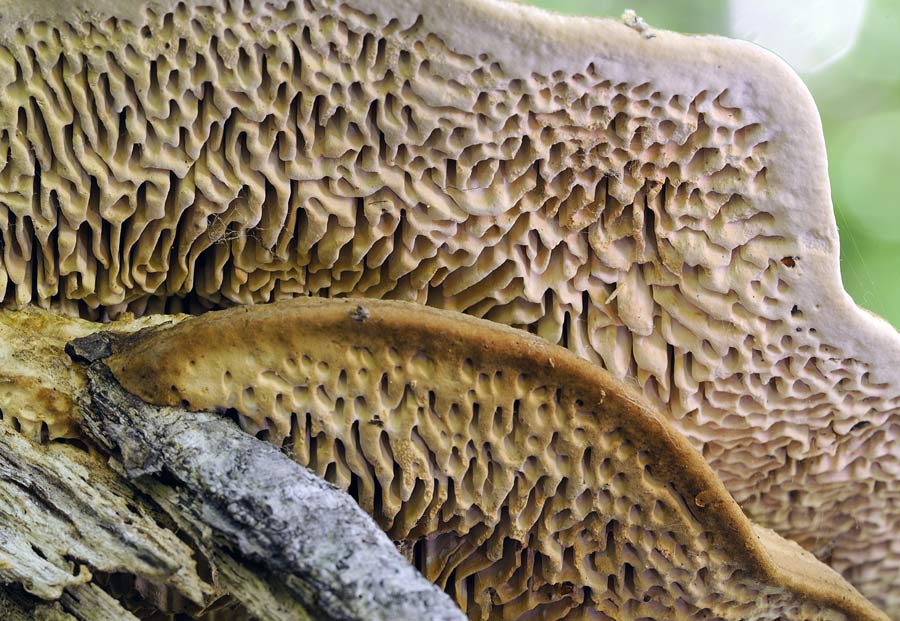 Una Daedalea? - foto 1280 (Daedalea quercina)