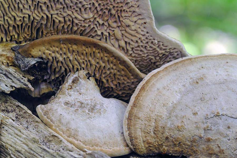 Una Daedalea? - foto 1280 (Daedalea quercina)