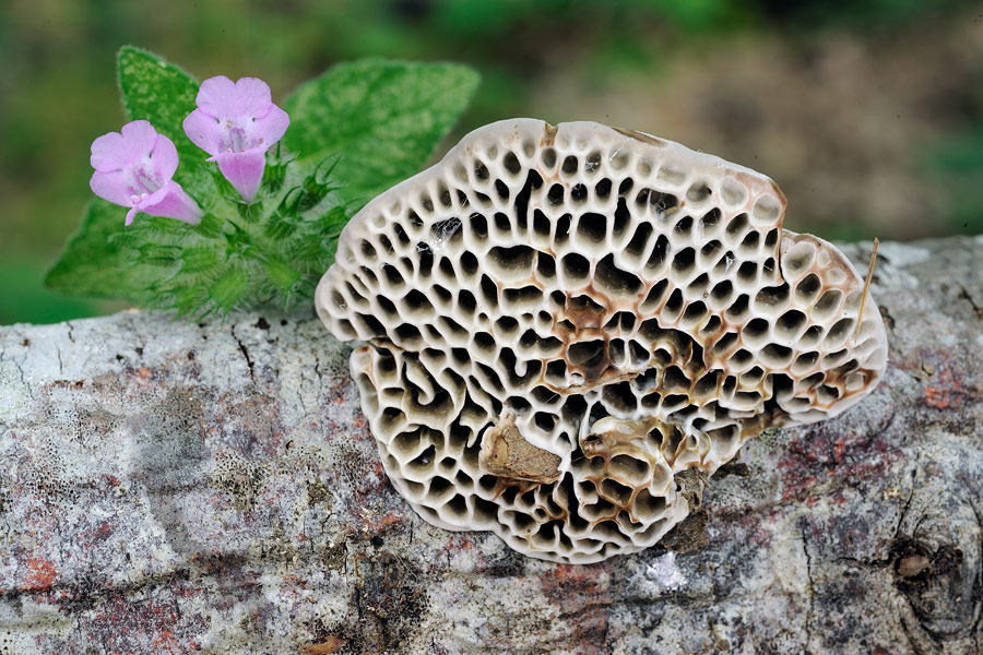 Penso a Coriolopsis gallica - foto 2132 (Hexagonia nitida)