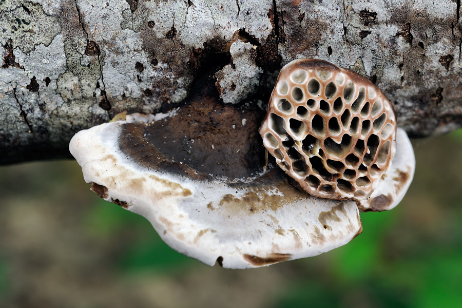 Penso a Coriolopsis gallica - foto 2132 (Hexagonia nitida)