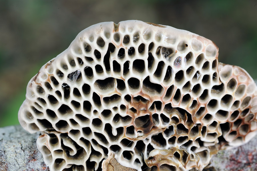 Penso a Coriolopsis gallica - foto 2132 (Hexagonia nitida)