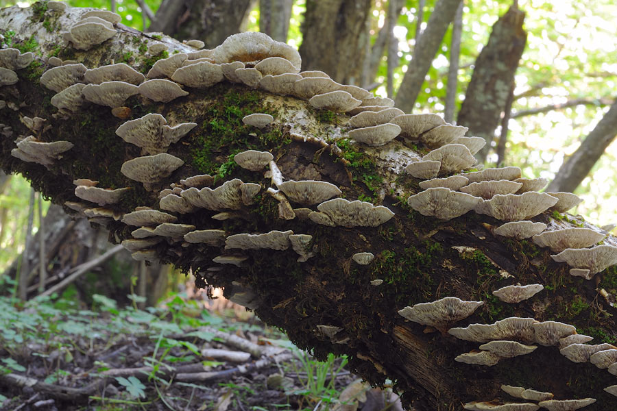Bjerkandera adusta e Daedaleopsis sp. se siete d''accordo