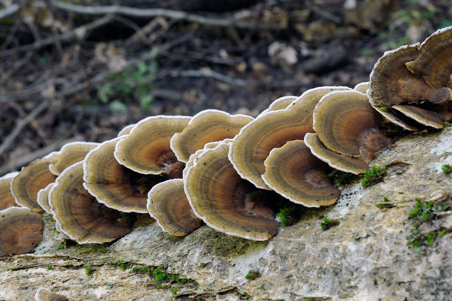 Bjerkandera adusta e Daedaleopsis sp. se siete d''accordo