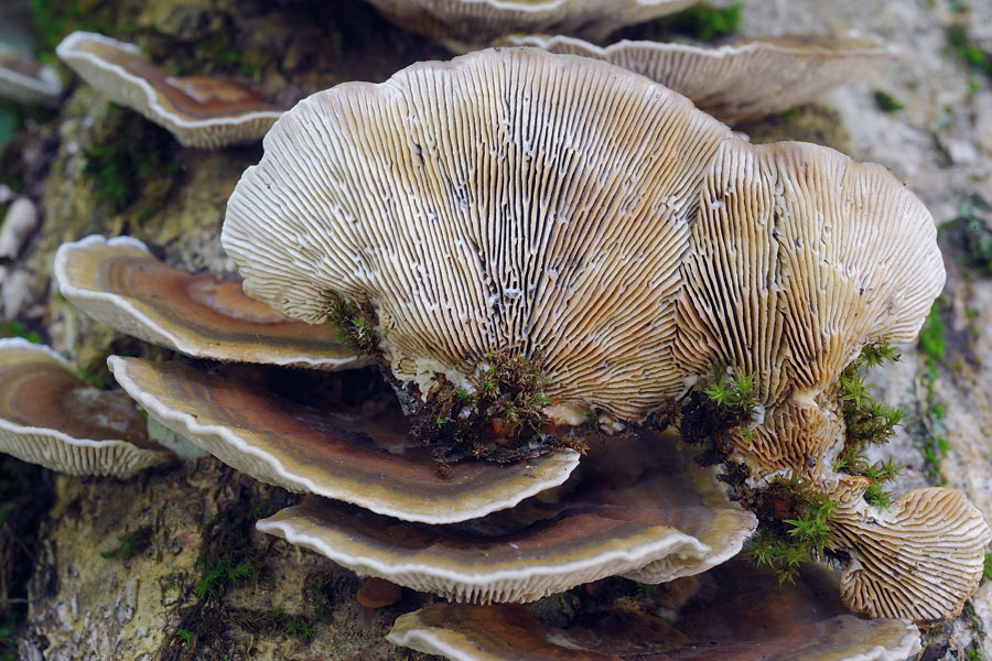 Bjerkandera adusta e Daedaleopsis sp. se siete d''accordo