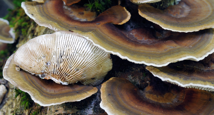 Bjerkandera adusta e Daedaleopsis sp. se siete d''accordo