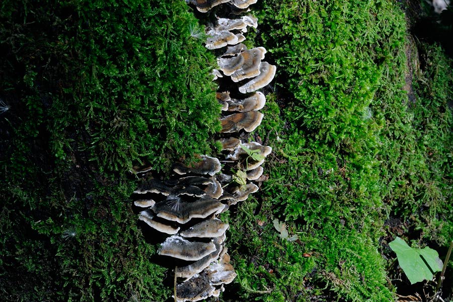 Bjerkandera adusta e Daedaleopsis sp. se siete d''accordo