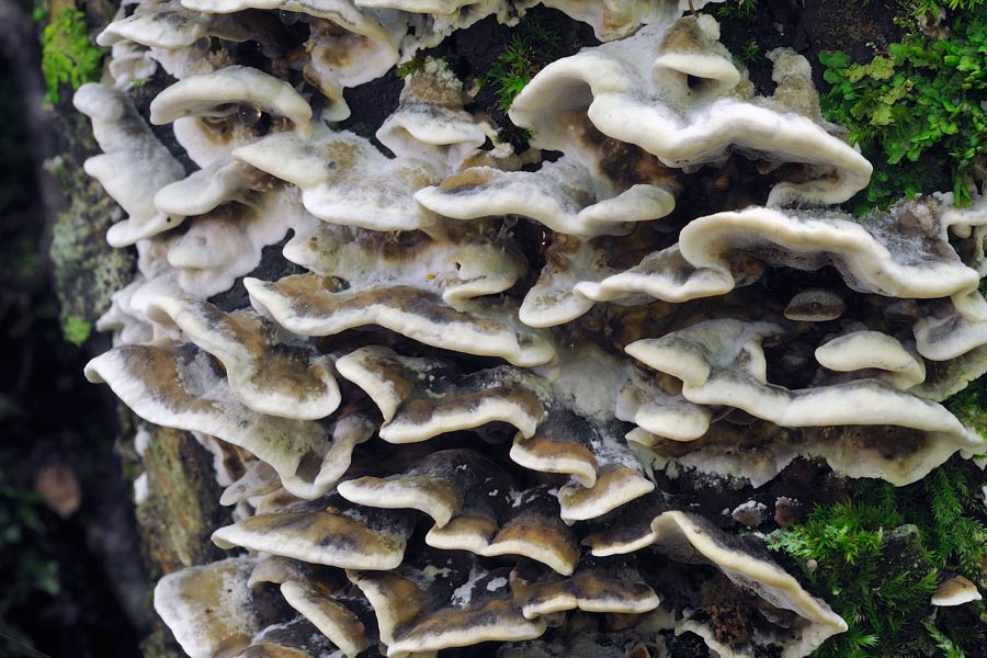 Bjerkandera adusta e Daedaleopsis sp. se siete d''accordo
