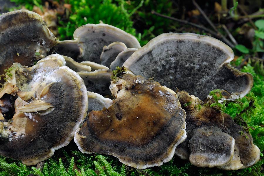 Bjerkandera adusta e Daedaleopsis sp. se siete d''accordo
