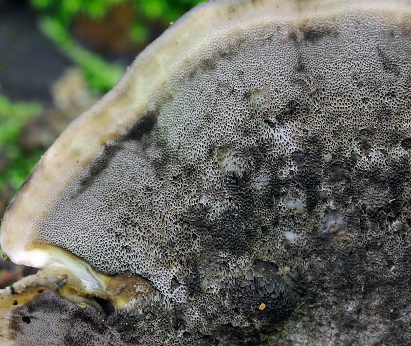 Bjerkandera adusta e Daedaleopsis sp. se siete d''accordo