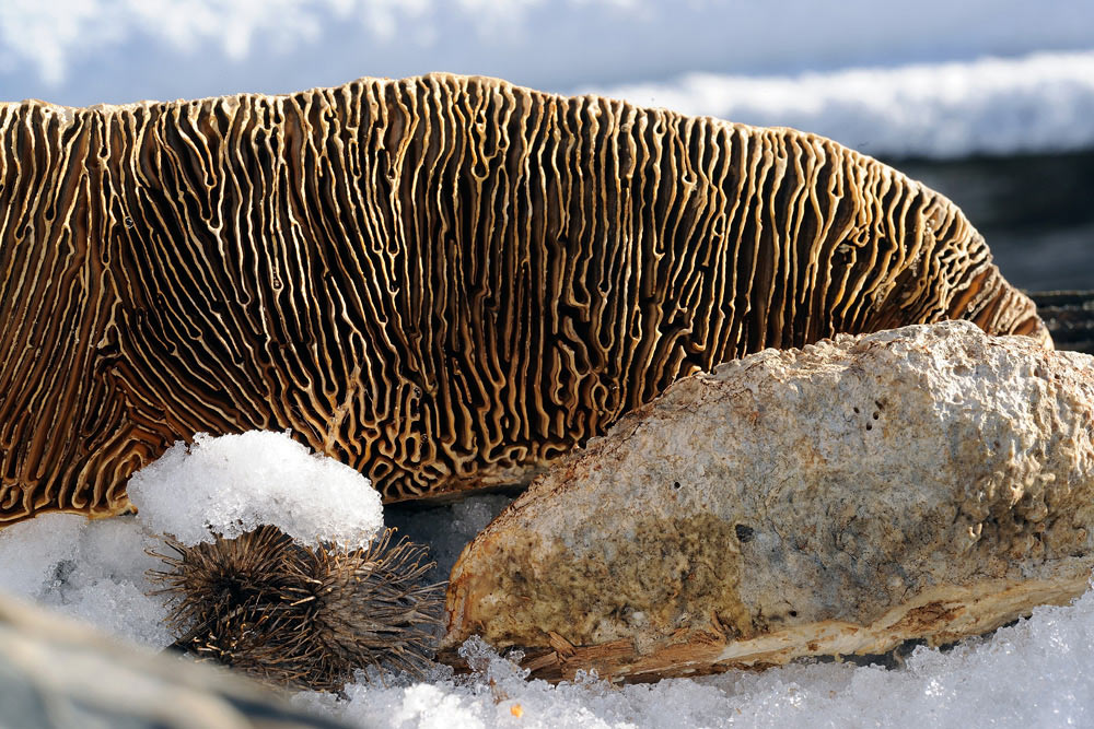 Un Daedalea tra la neve - foto 5262 (Daedalea quercina)