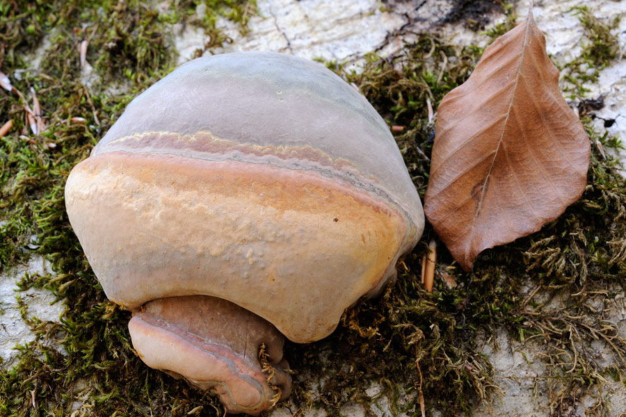 Crosta bianca su faggio - foto 5383 (Sistotrema sernanderi)