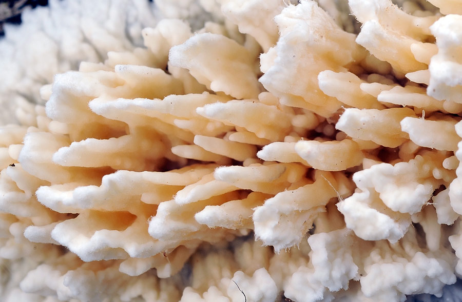 Crosta con denti sviluppati - foto 6061 (Hyphoderma radula)