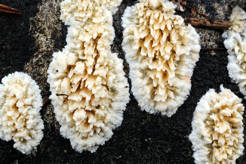 Crosta con denti sviluppati - foto 6061 (Hyphoderma radula)