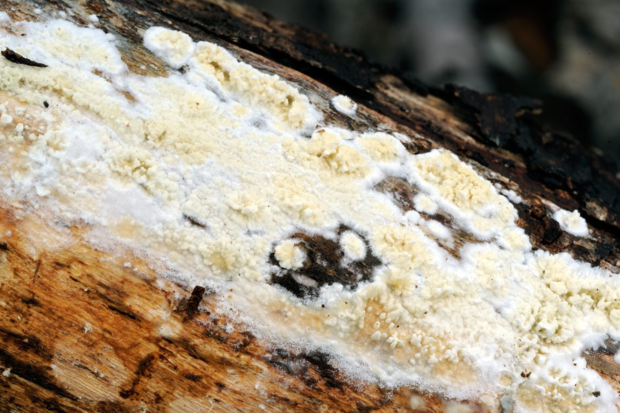 Crosta con denti sviluppati - foto 6061 (Hyphoderma radula)