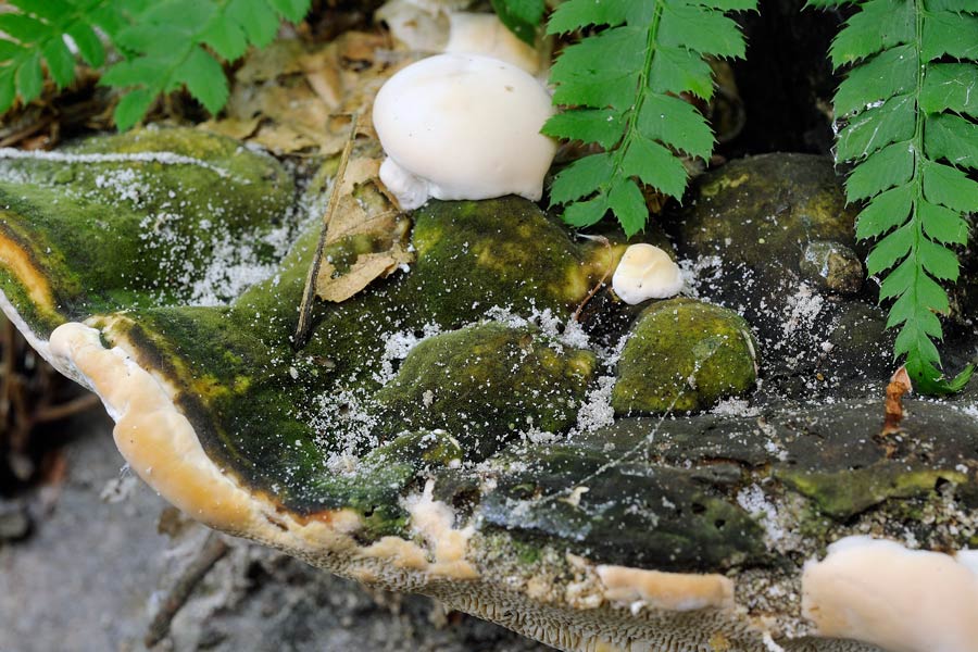 Penso a Trametes gibbosa - foto 7690 (Trametes gibbosa)
