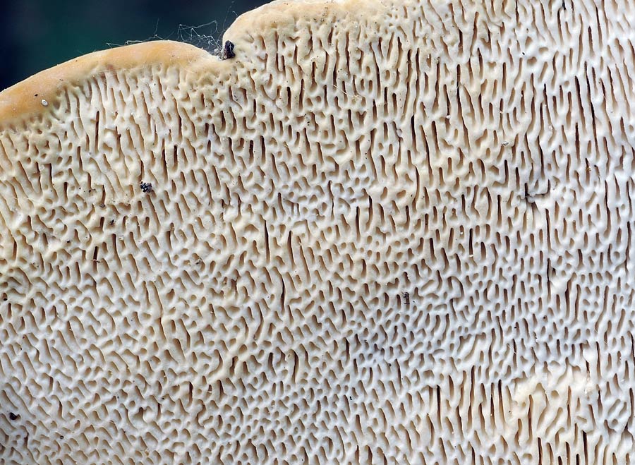 Penso a Trametes gibbosa - foto 7690 (Trametes gibbosa)