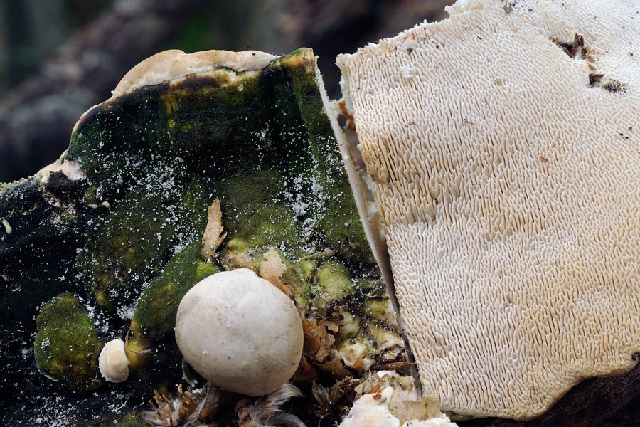 Penso a Trametes gibbosa - foto 7690 (Trametes gibbosa)