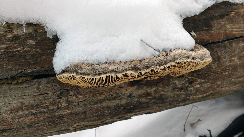 Un Daedalea tra la neve - foto 5262 (Daedalea quercina)