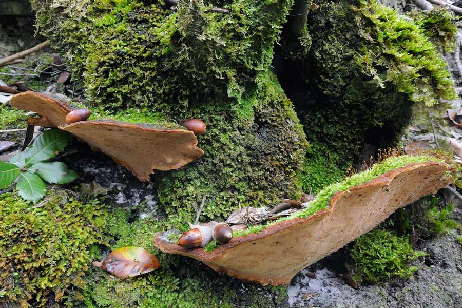 Phellinus forse torulosus - foto 0733 (P. torulosus)