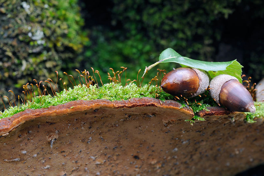 Phellinus forse torulosus - foto 0733 (P. torulosus)