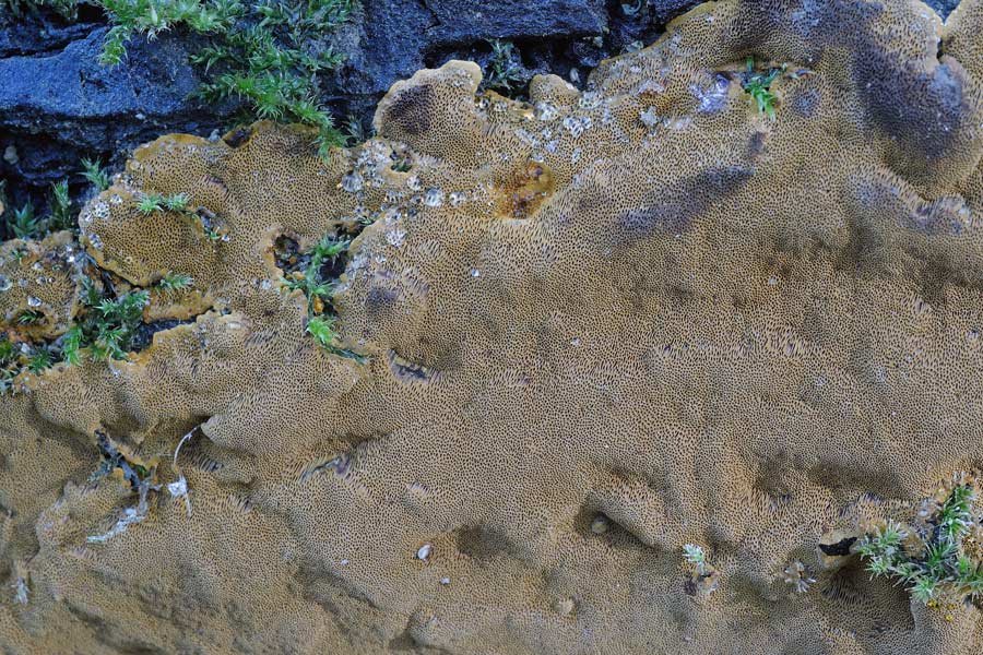 Credo Phellinus - foto 3997 (Phellinus sp.)