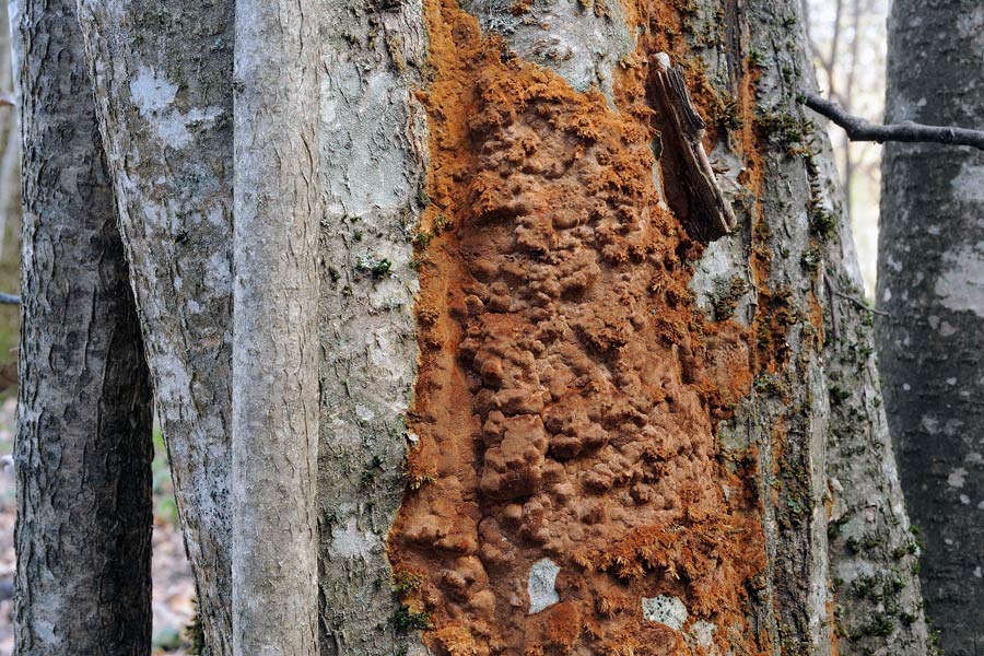Un Phellinus rampicante - foto  4836