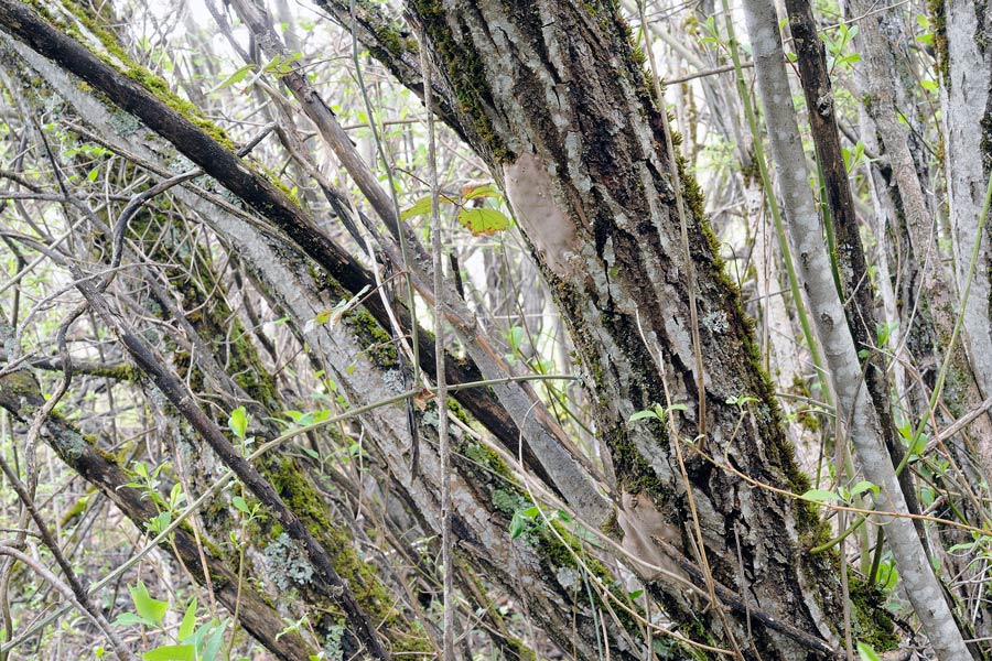 Ub Phellinus su salice - foto 6555 (Phellinus punctatus)