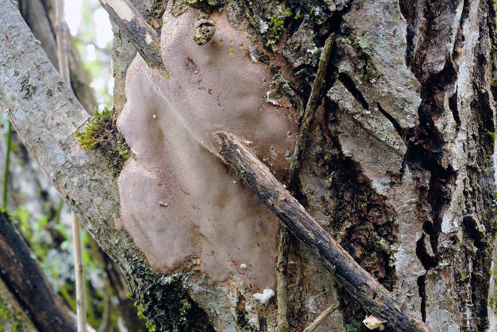 Ub Phellinus su salice - foto 6555 (Phellinus punctatus)