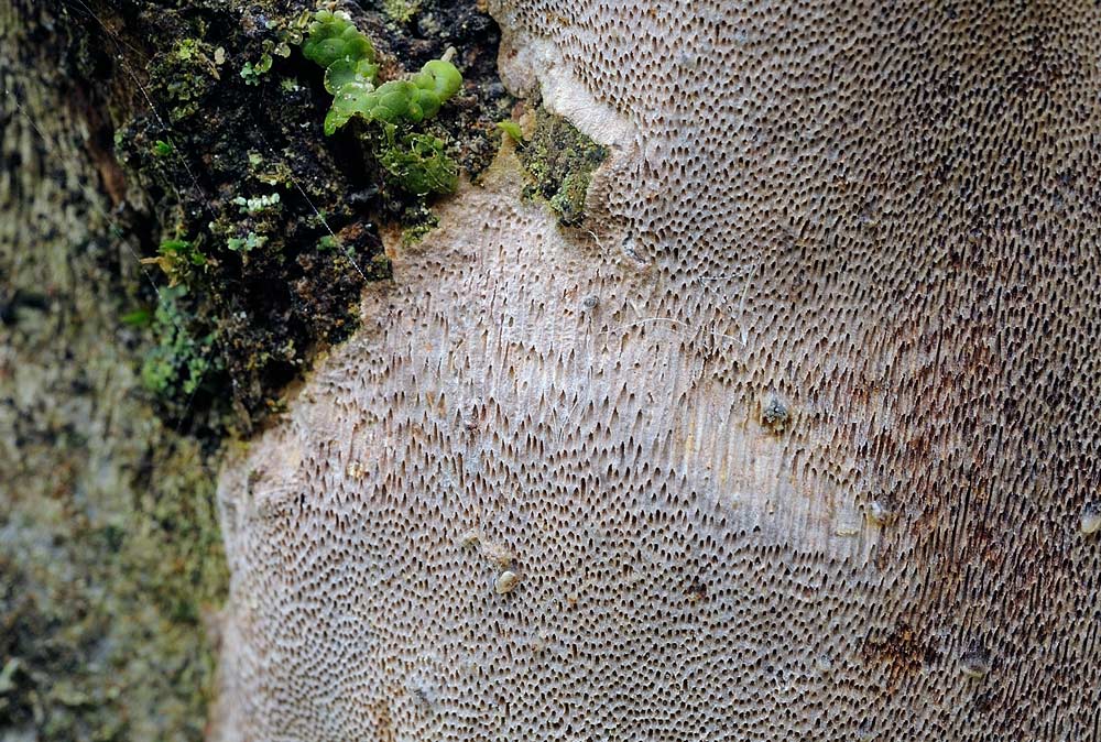 Ub Phellinus su salice - foto 6555 (Phellinus punctatus)