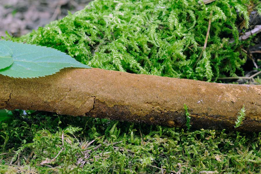 Un Phellinus come una crosta? - foto 7662