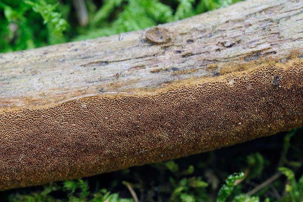 Un Phellinus come una crosta? - foto 7662