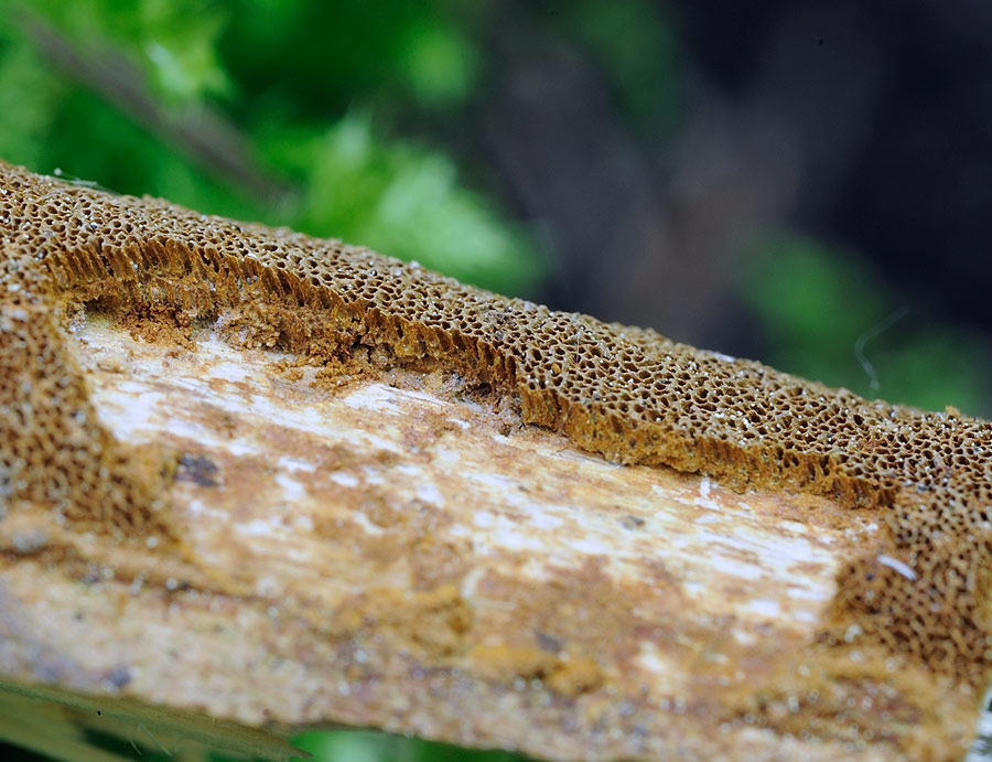 Un Phellinus come una crosta? - foto 7662
