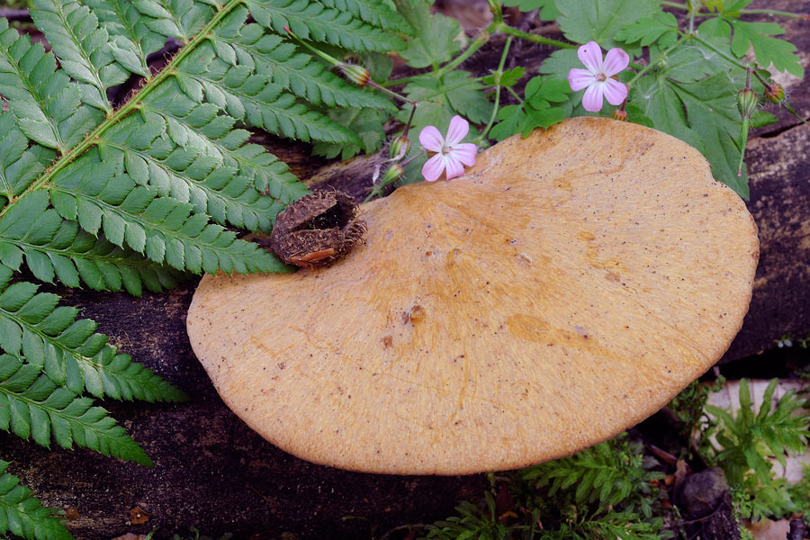 Polyporus varius? - foto 2263 (Polyporus varius)