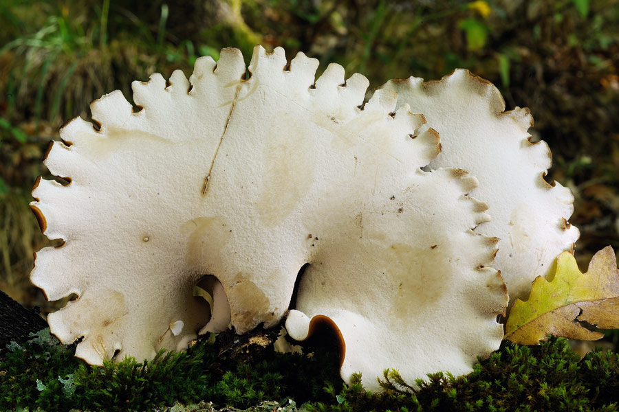 Guardate che bel poliporo - foto 3128 (Polyporus badius)