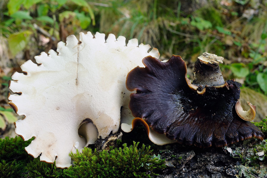 Guardate che bel poliporo - foto 3128 (Polyporus badius)