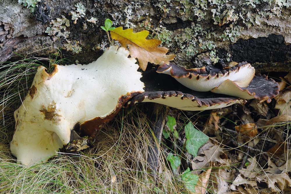 Guardate che bel poliporo - foto 3128 (Polyporus badius)