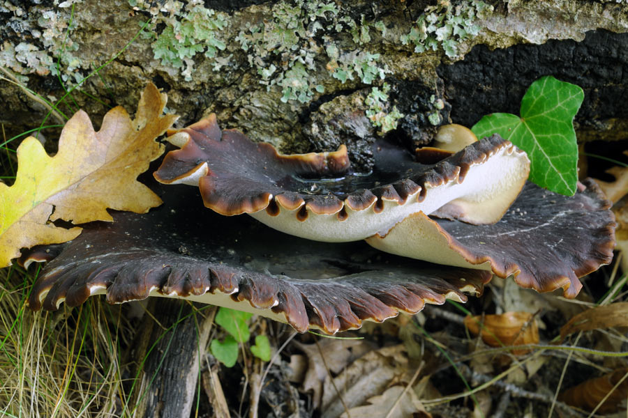 Guardate che bel poliporo - foto 3128 (Polyporus badius)