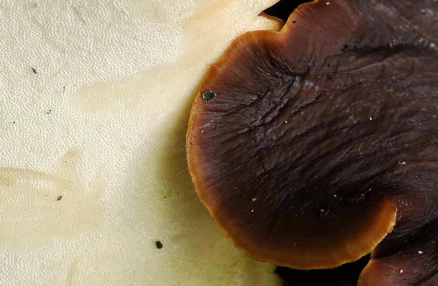 Guardate che bel poliporo - foto 3128 (Polyporus badius)