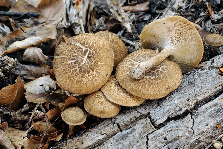 Polyporus arcularius - foto 6612