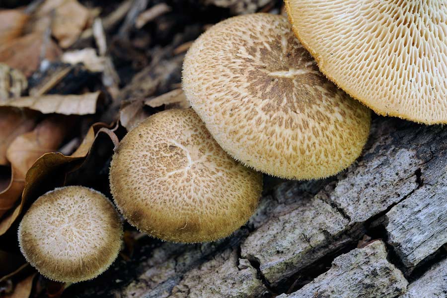 Polyporus arcularius - foto 6612